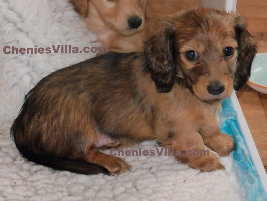 long haired miniature dachshund puppies