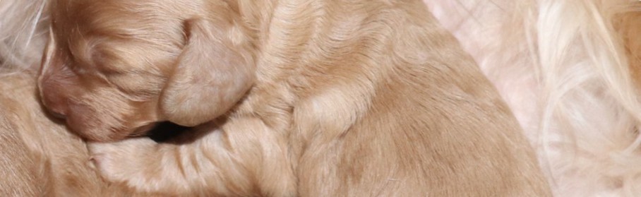 champion dachshund pups home